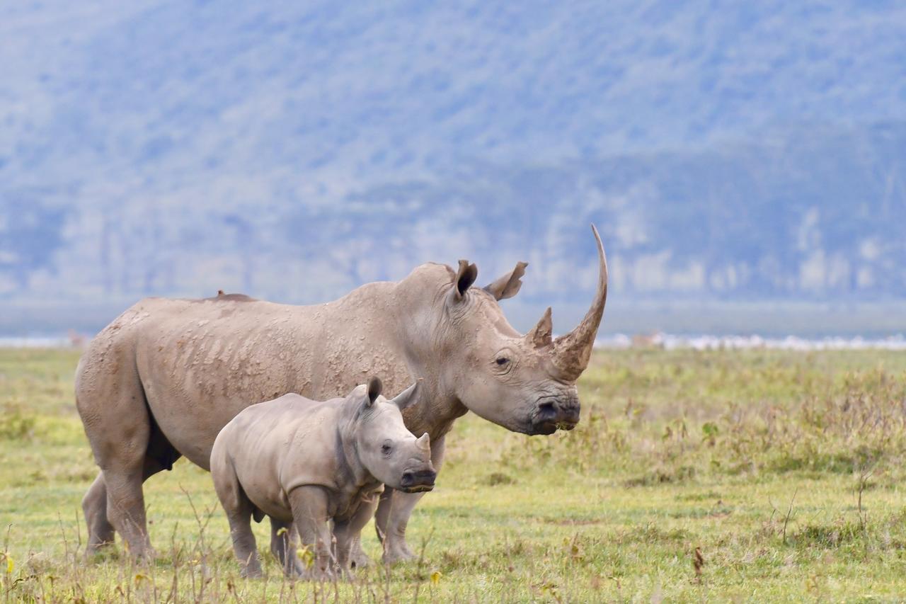 Mbweha Camp Lake Nakuru Elmenteita Esterno foto